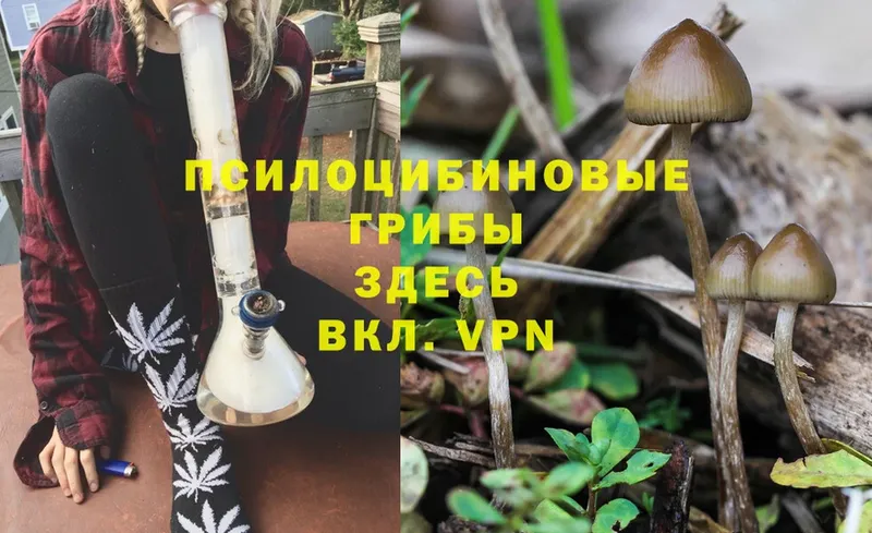 Псилоцибиновые грибы MAGIC MUSHROOMS  Дудинка 